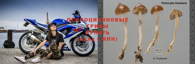 хочу   Ивдель  Галлюциногенные грибы Magic Shrooms 